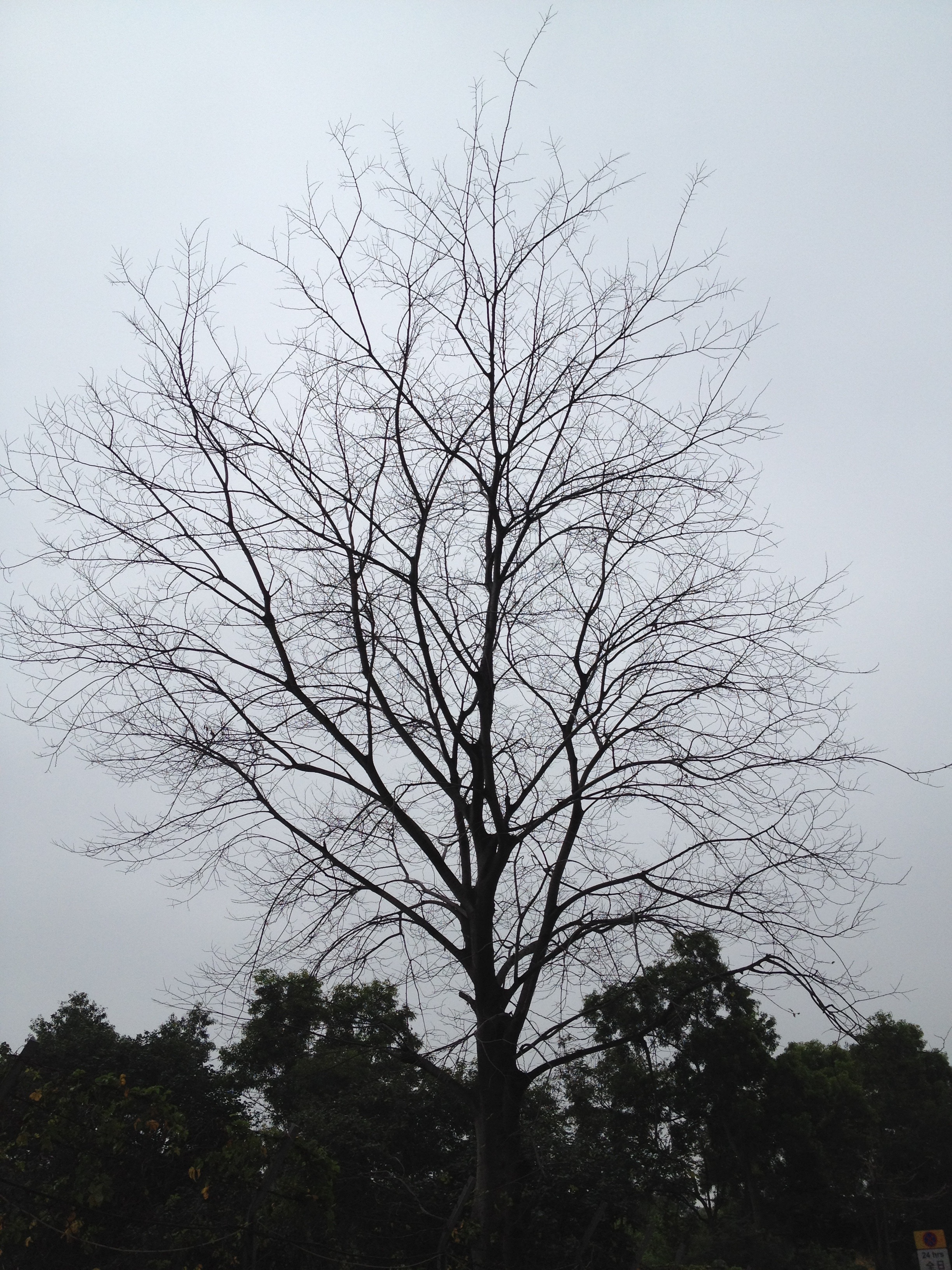leafless tree