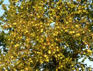 yellow fruit tree thumbnail