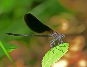 black and grey dragonfly thumbnail