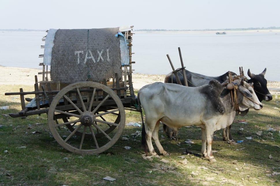 white and brown cow with carriage and taxi sign preview