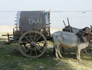 white and brown cow with carriage and taxi sign thumbnail