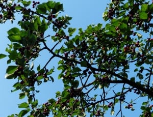 green tree with round fruits thumbnail