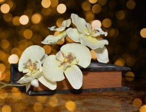 white orchidaceae thumbnail