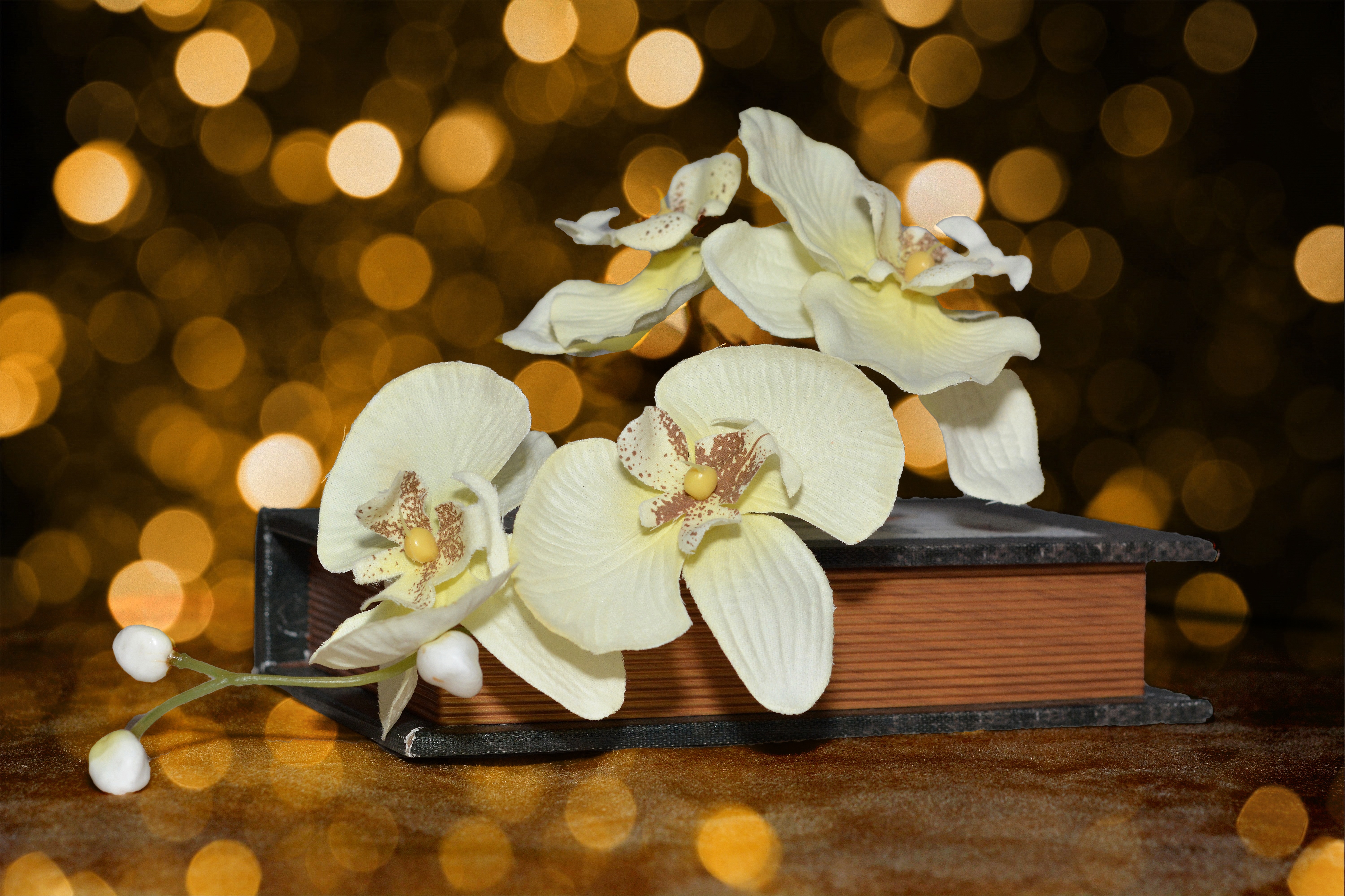 white orchidaceae