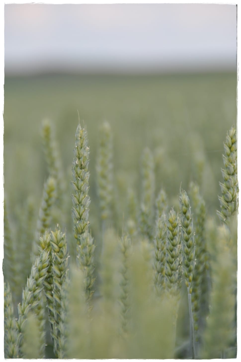 green wheat preview