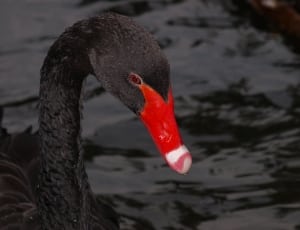 black and red duck thumbnail