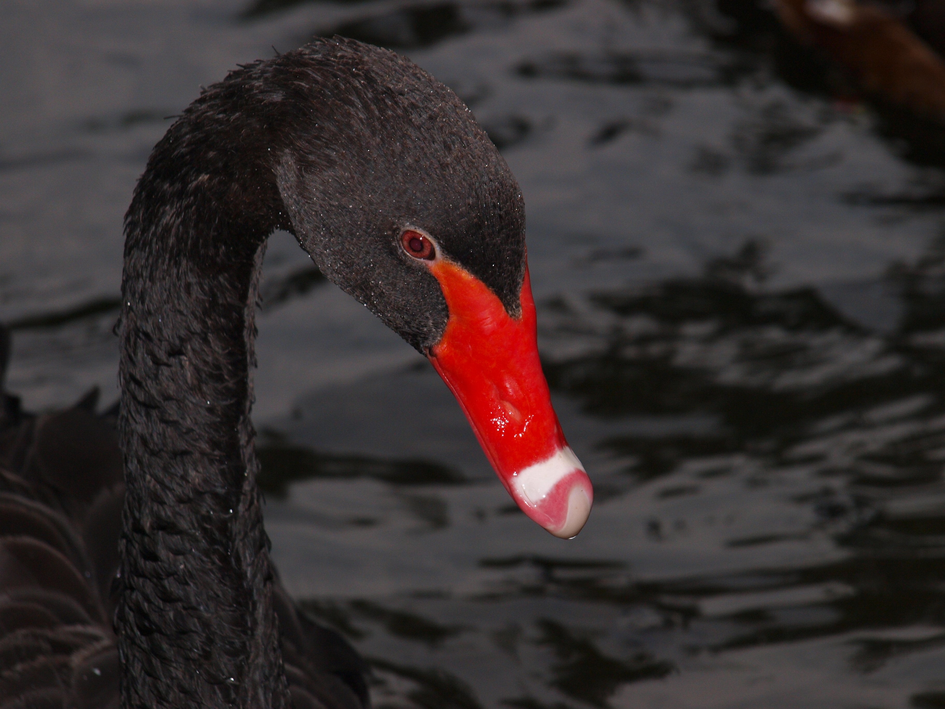 black and red duck