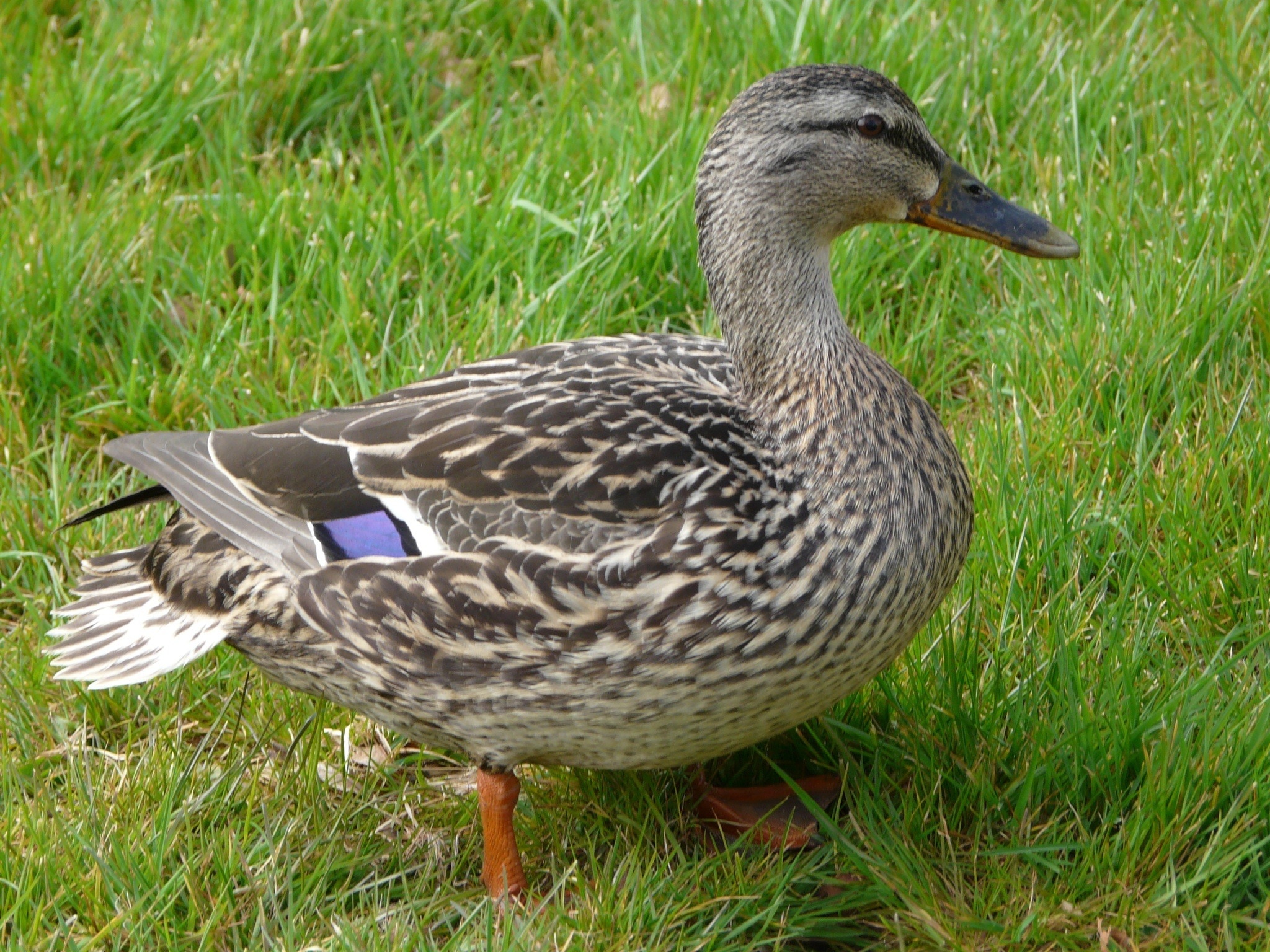 gray and black duck