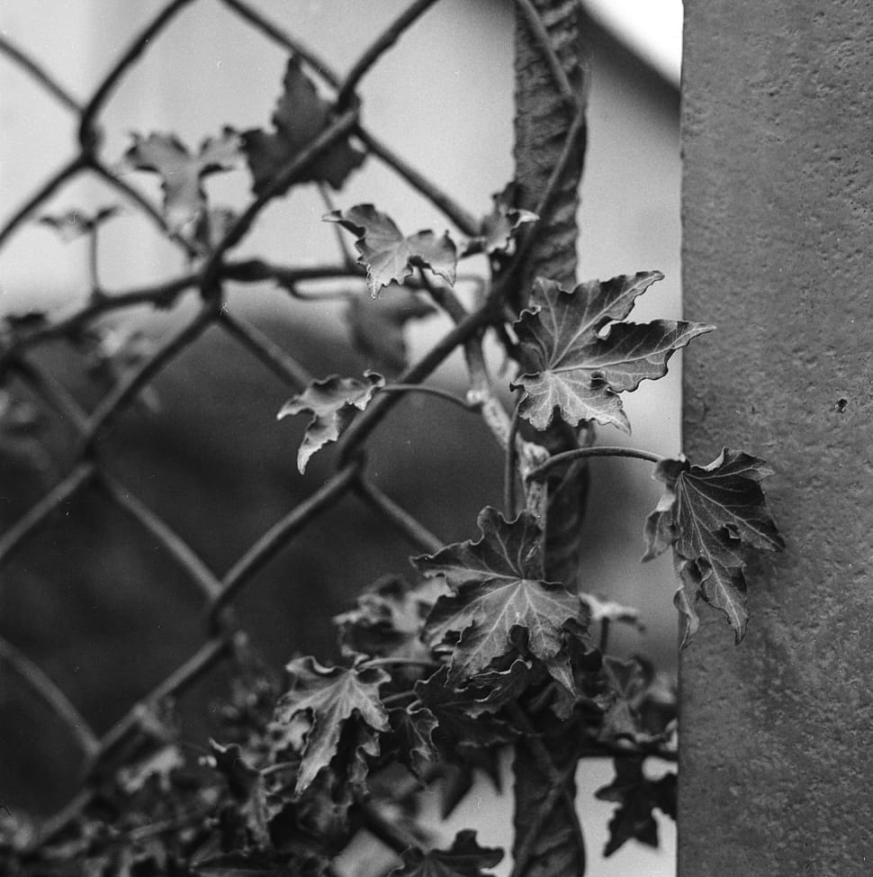 greyscale photo of plant preview