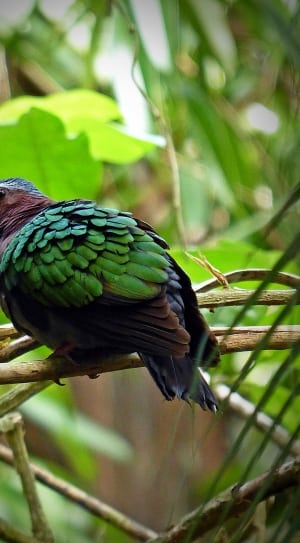 green brown and black bird thumbnail