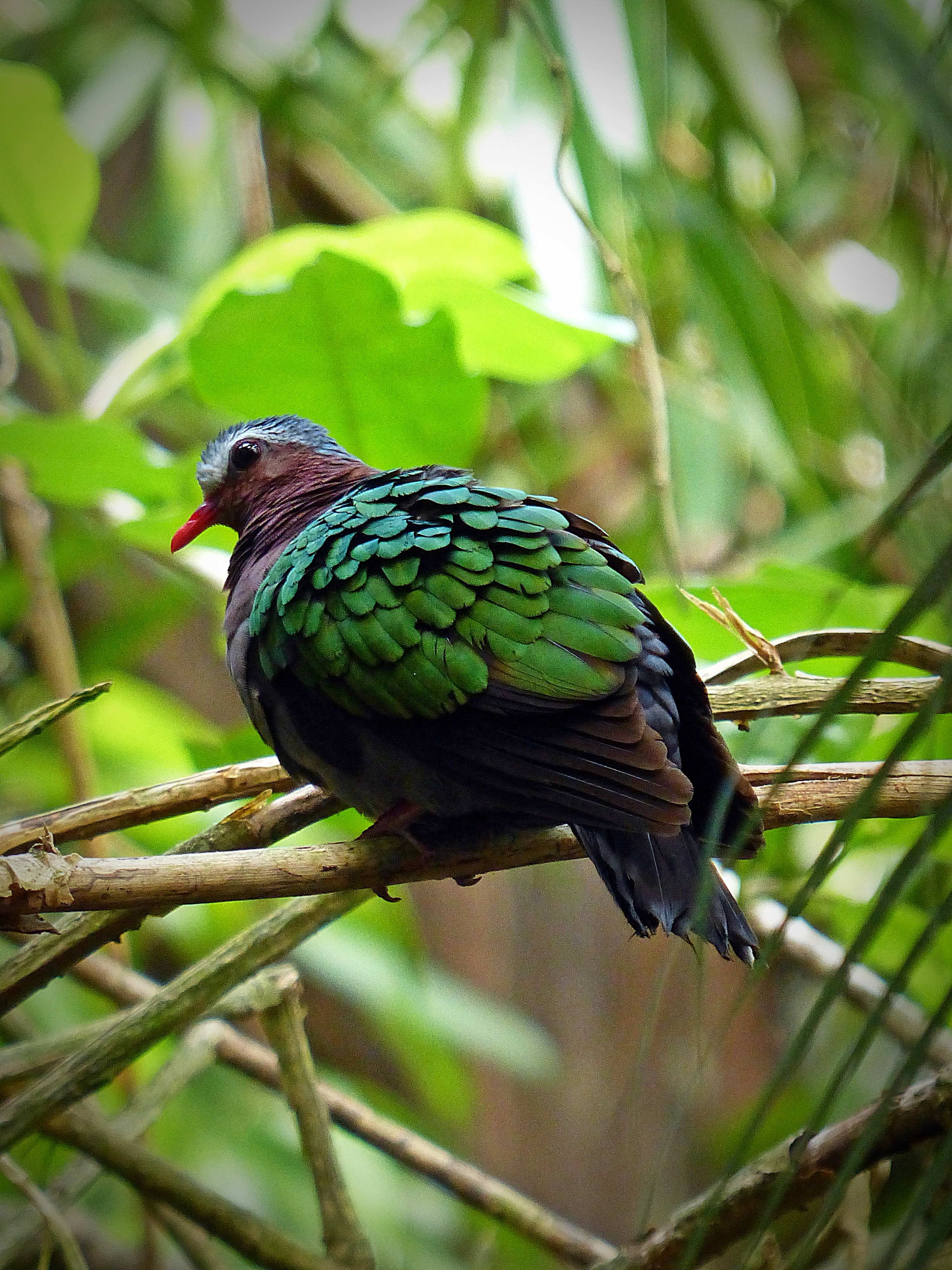 green brown and black bird