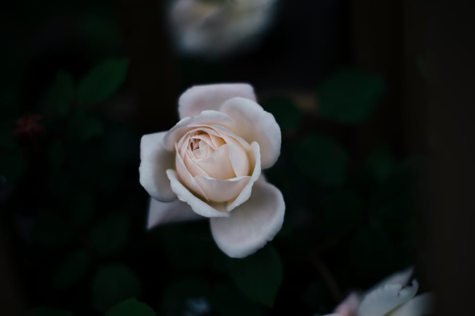 tilt shift lens photography of white rose preview