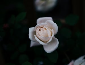 tilt shift lens photography of white rose thumbnail