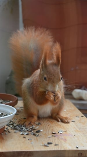 photo of brown squirrel eating seeds on table thumbnail