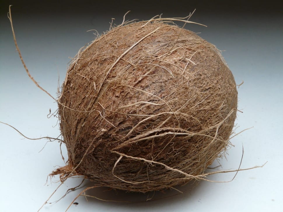 brown coconut shell preview