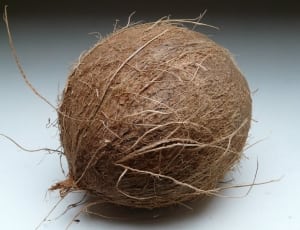 brown coconut shell thumbnail