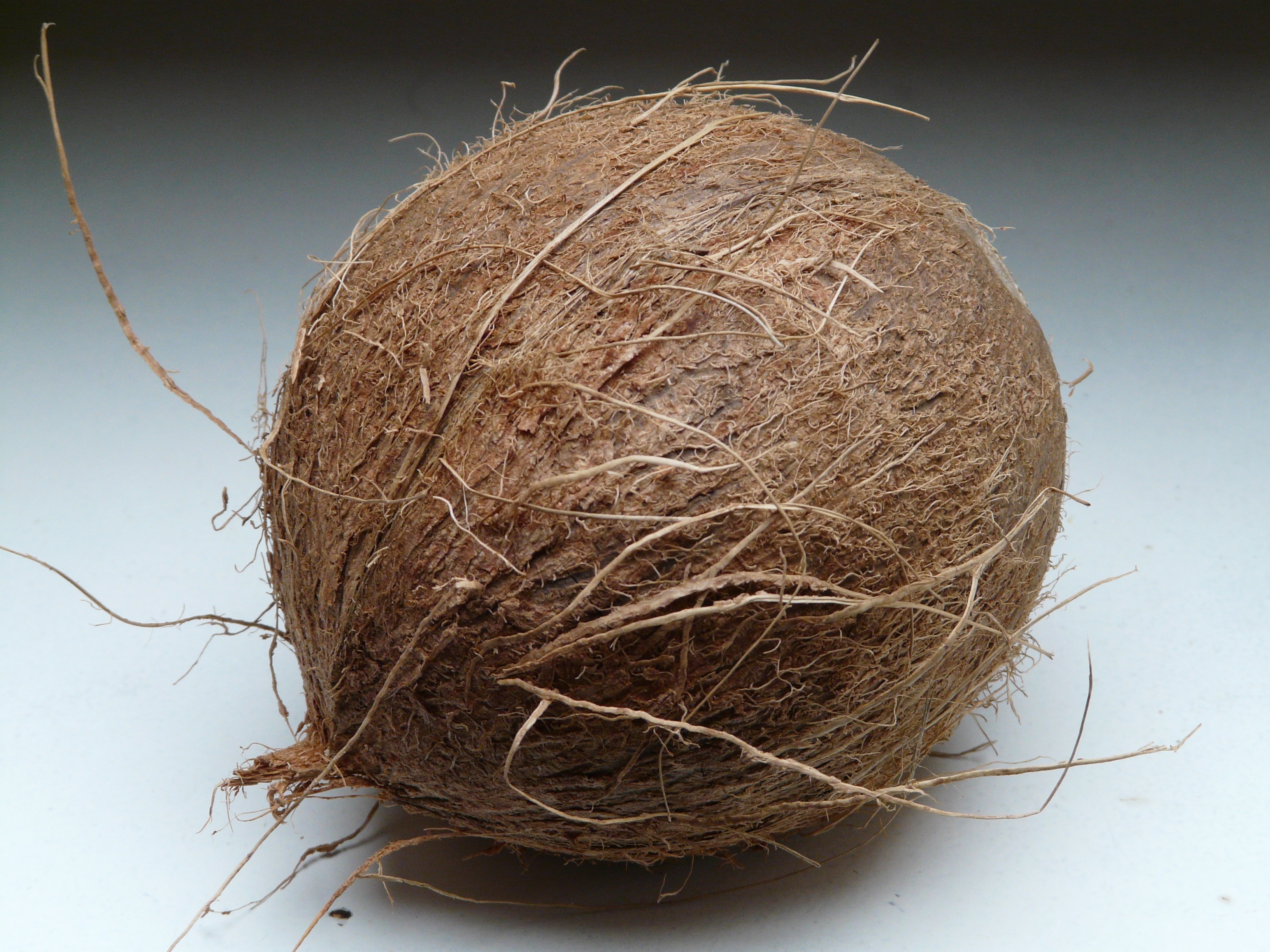 brown coconut shell