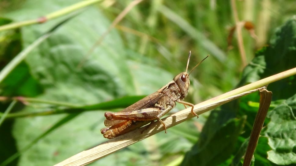brown grasshopper preview