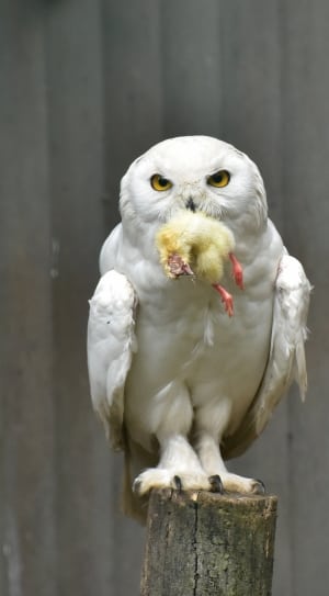 white owl thumbnail