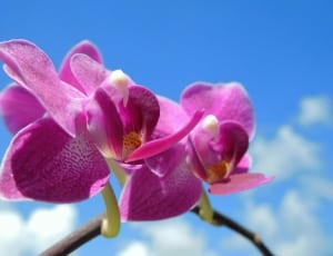 purple moth orchid thumbnail