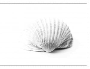 white shell thumbnail