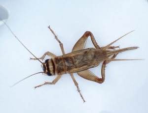 brown cricket thumbnail