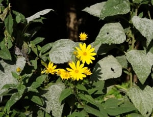 yellow daisy thumbnail