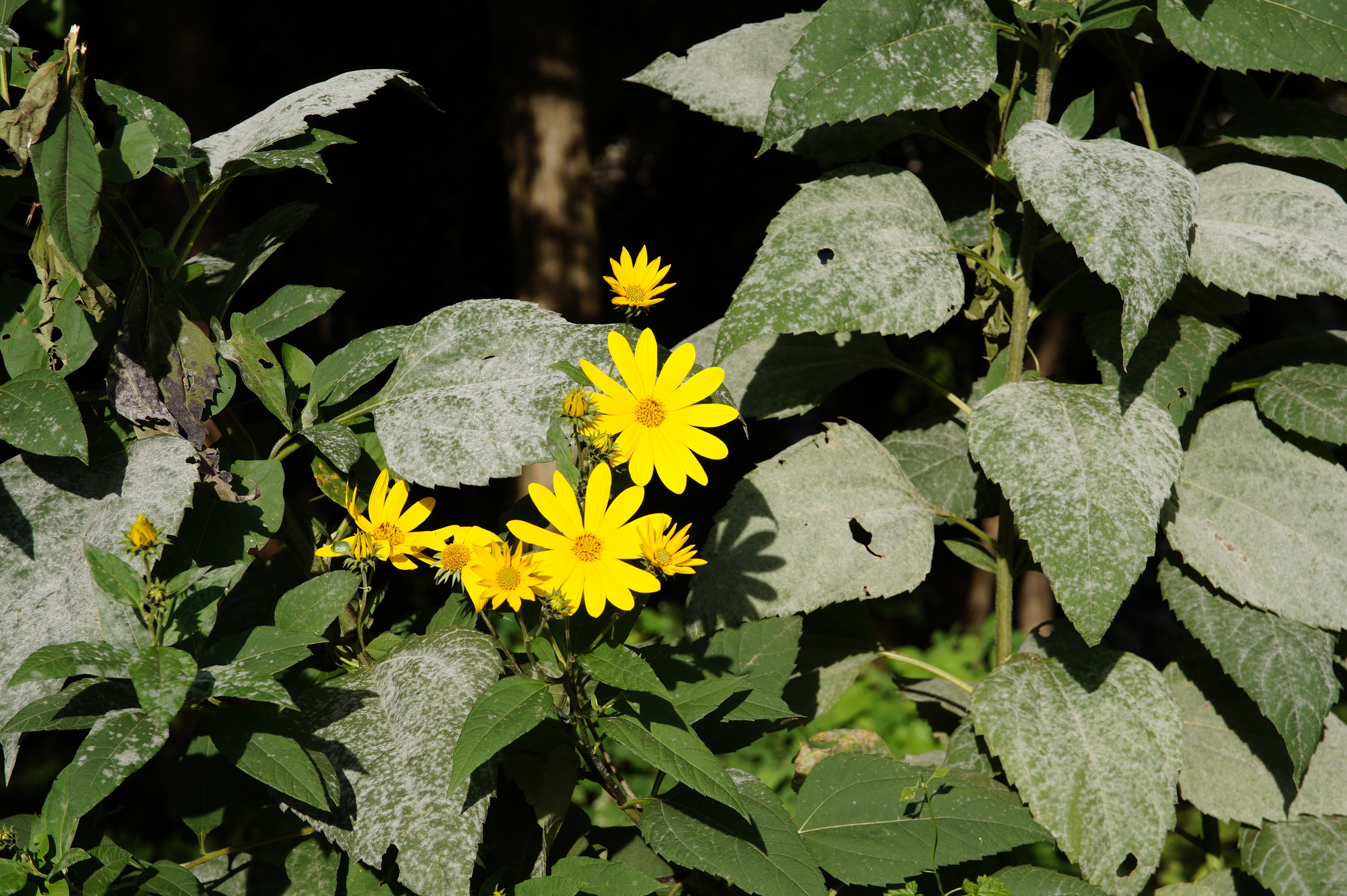 yellow daisy