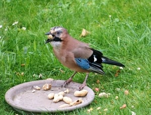 brown and black bird on brown ceramic plate with peanuts thumbnail