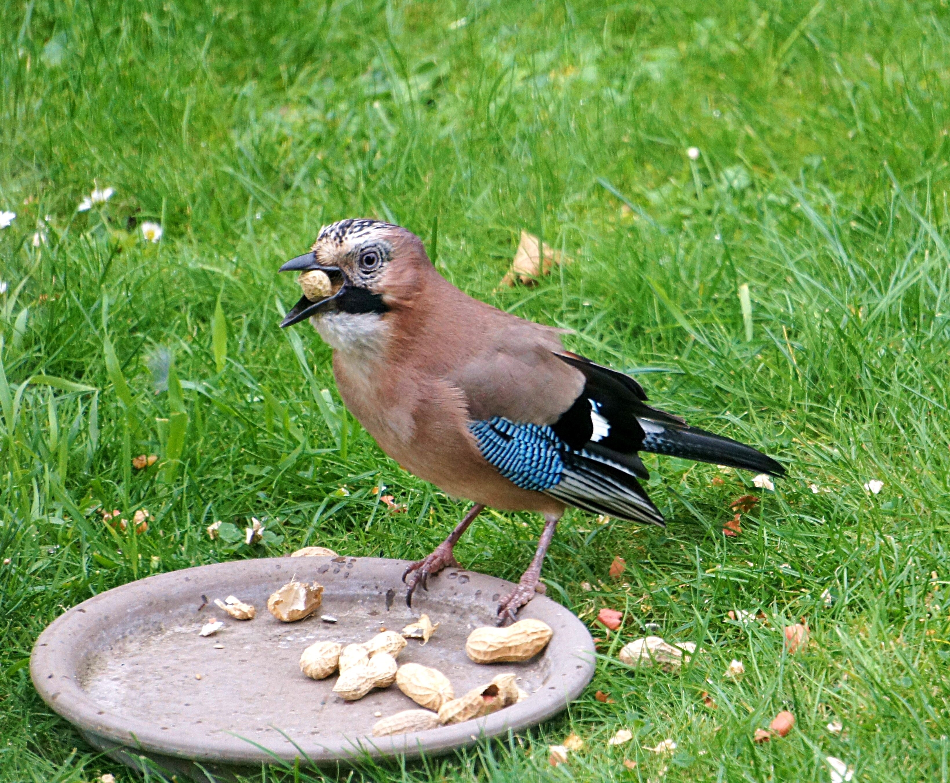brown and black bird on brown ceramic plate with peanuts