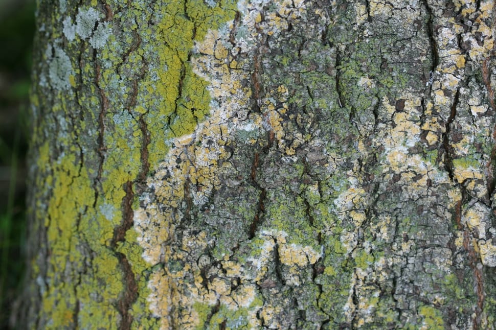 brown tree trunk preview