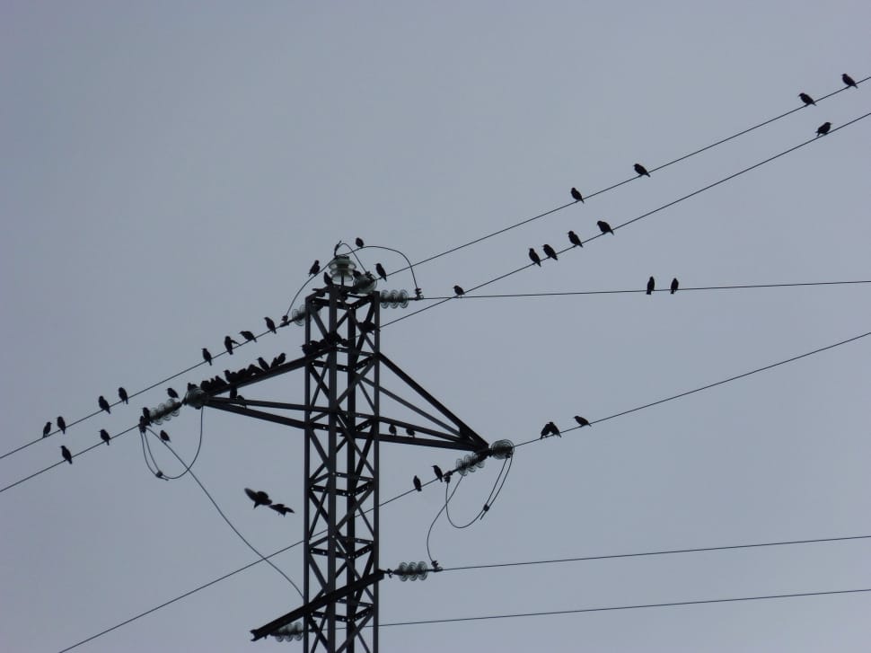 flock of bird preview