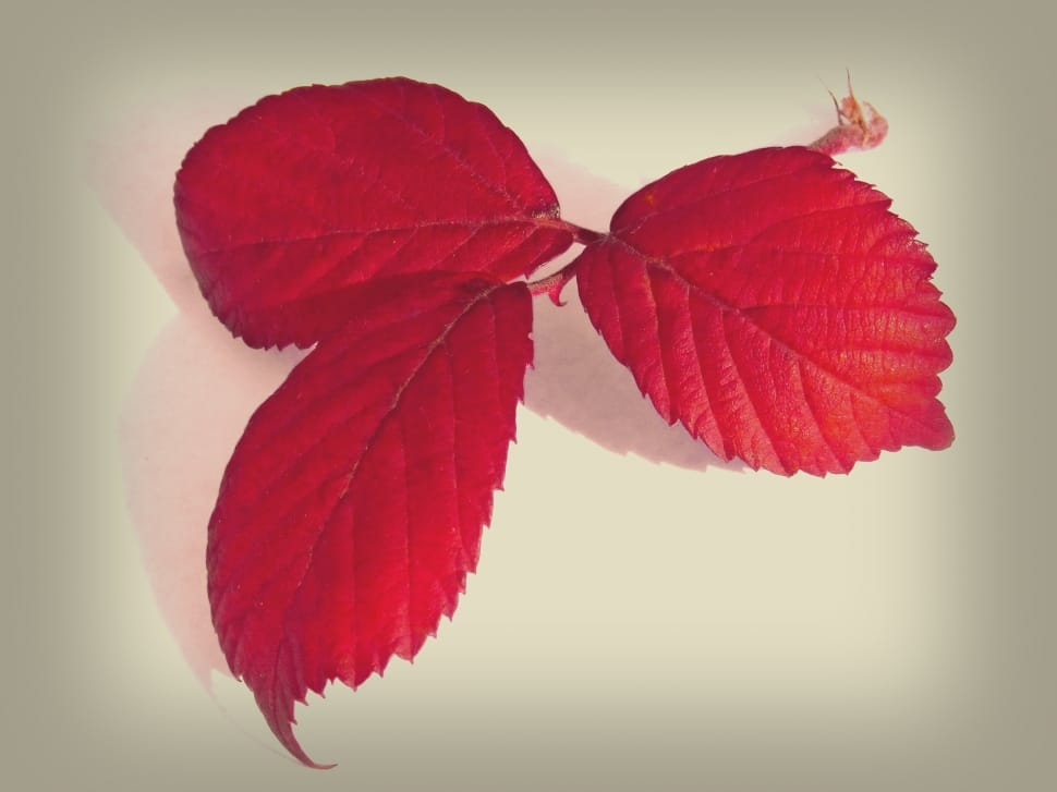 3 red leaves preview