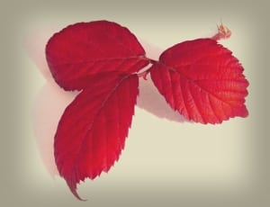 3 red leaves thumbnail