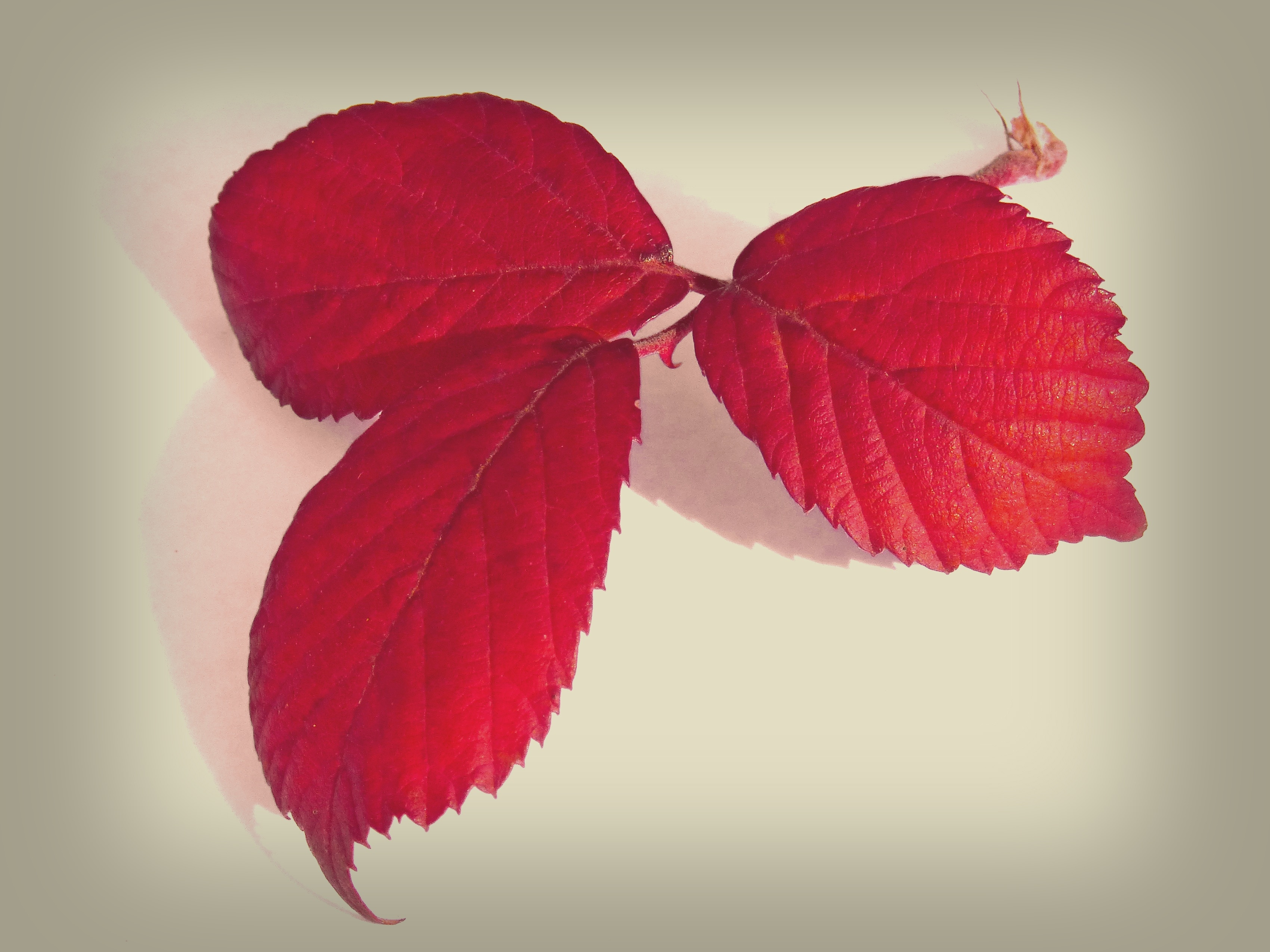 3 red leaves