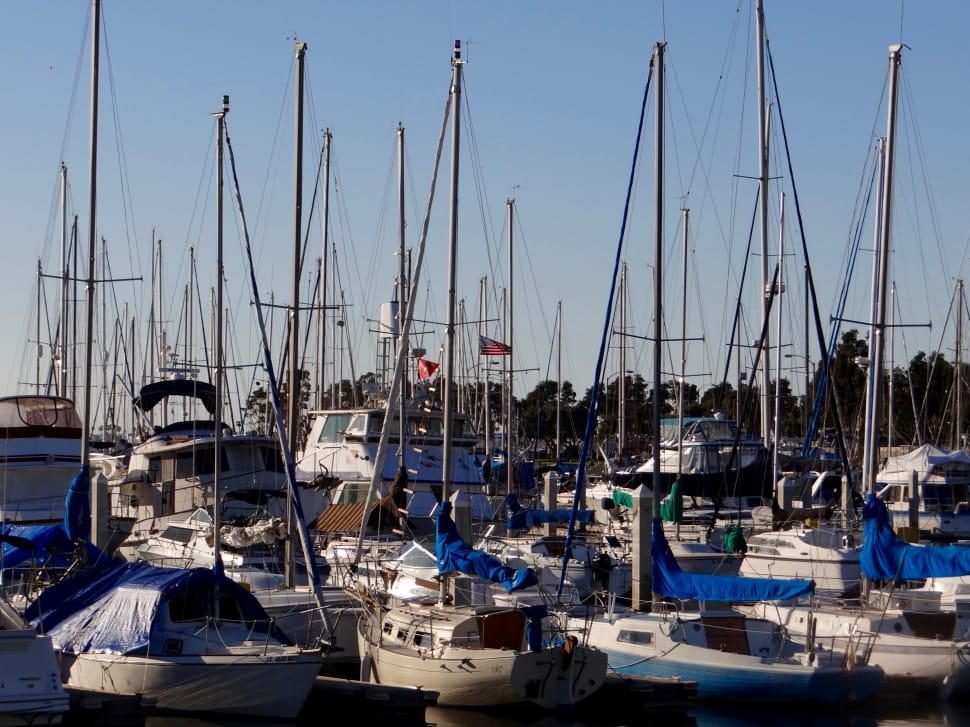 yachts docked near trees preview