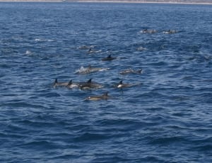 dolphin swimming on ocean photograph thumbnail