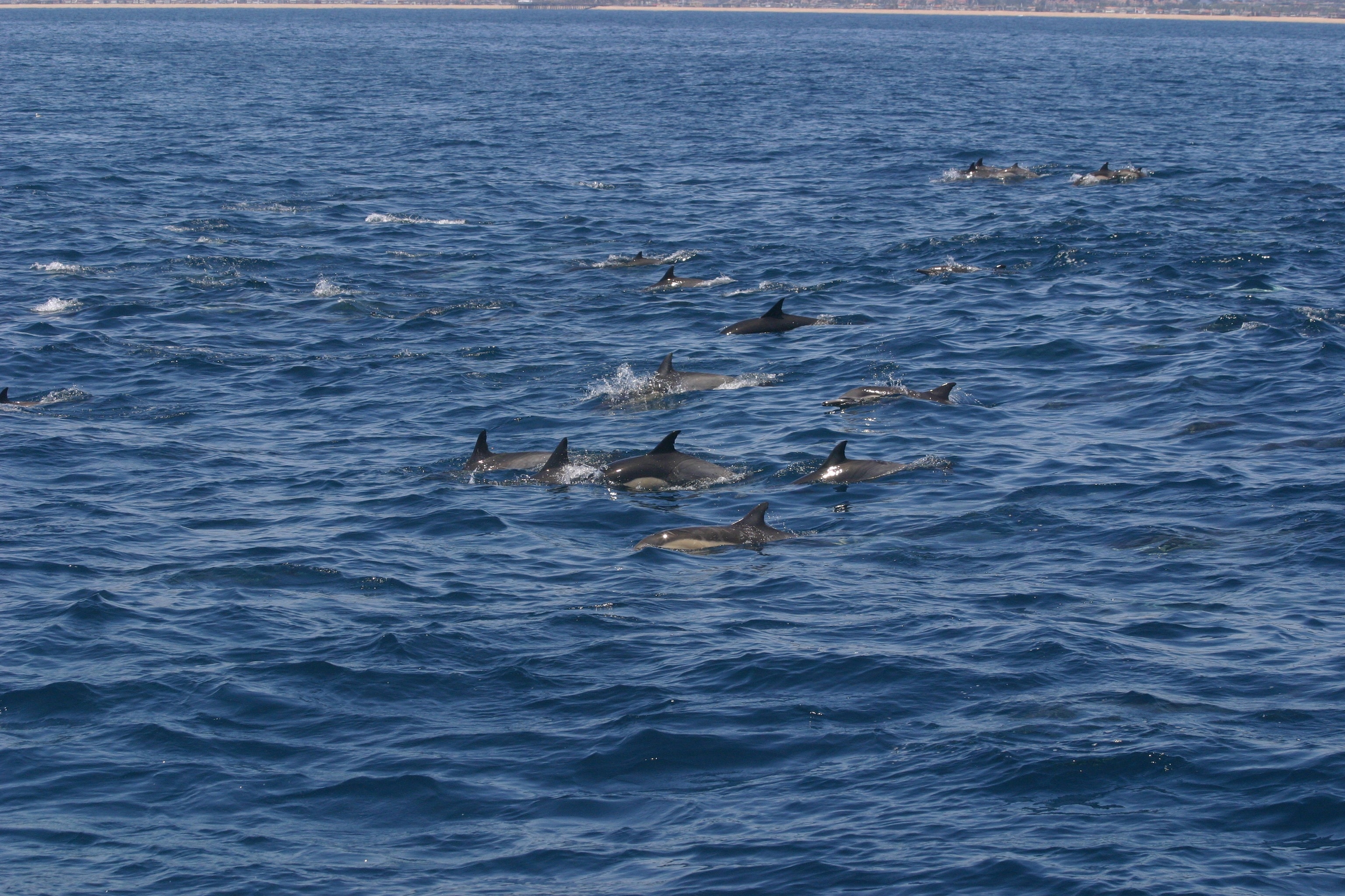 dolphin swimming on ocean photograph