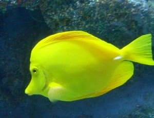 yellow fish thumbnail