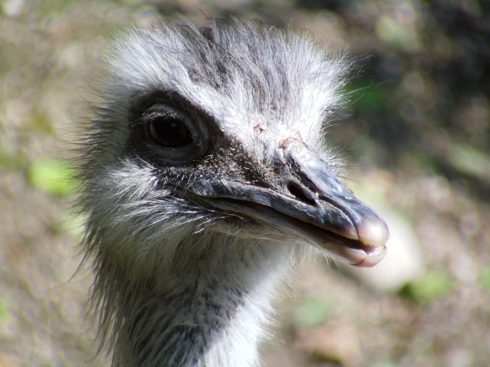 ostrich chick preview