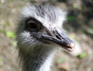 ostrich chick thumbnail