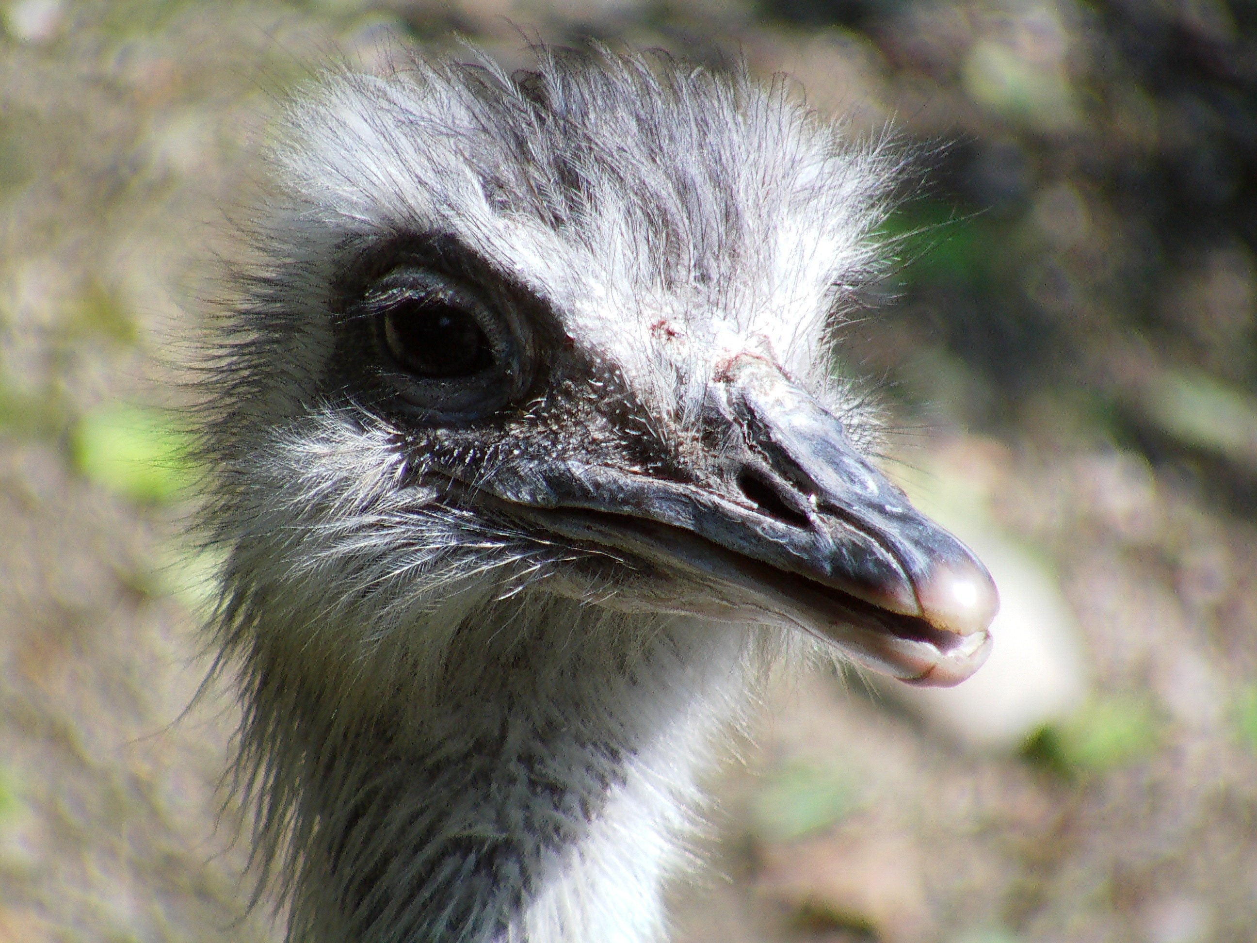 ostrich chick