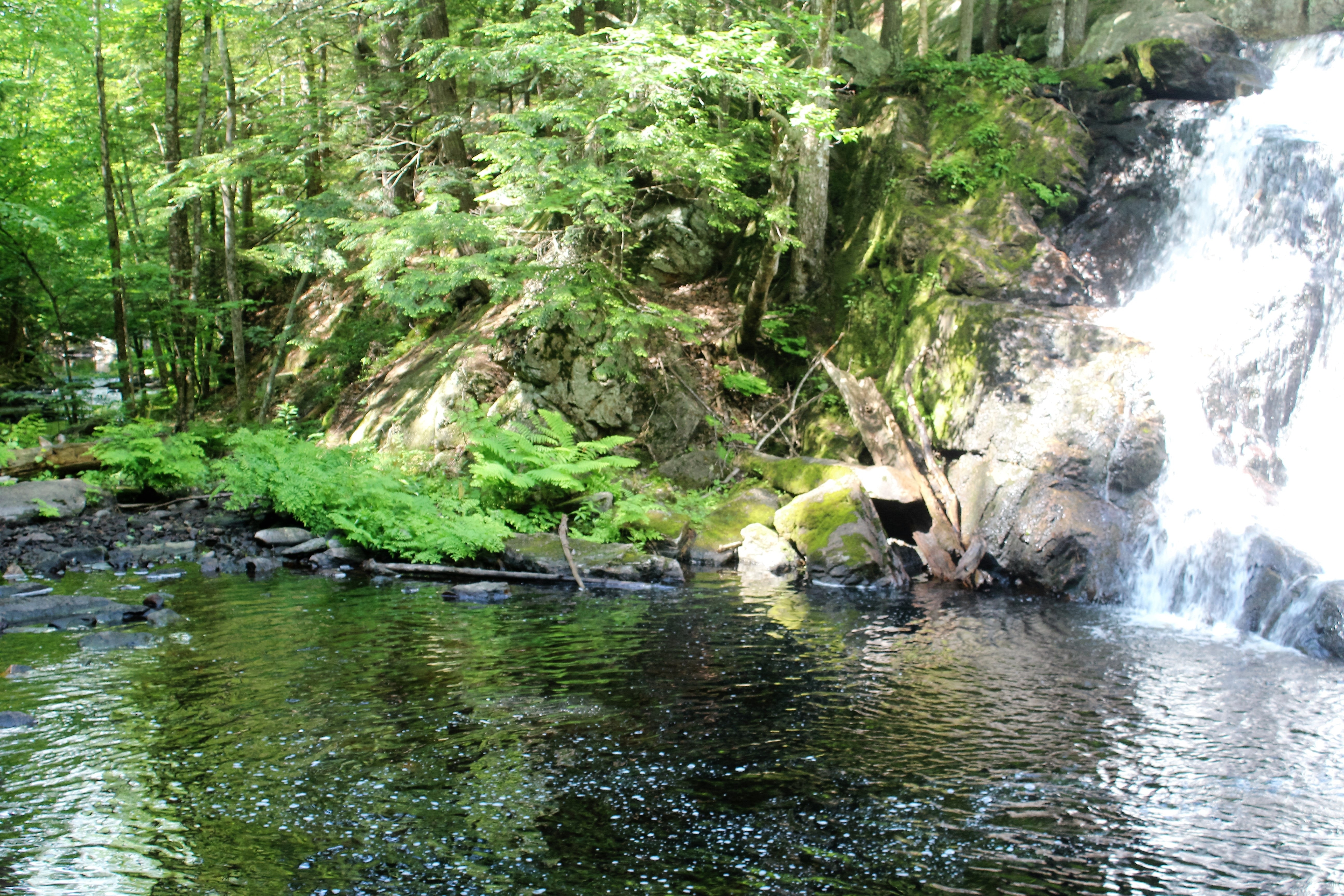body of water near trees