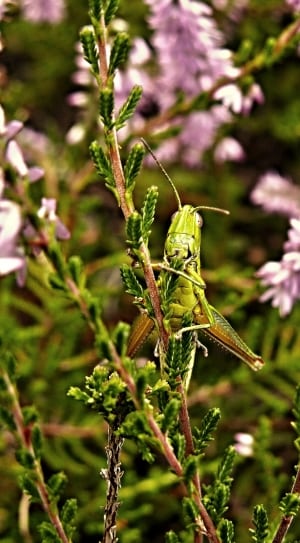 green grasshoppers thumbnail