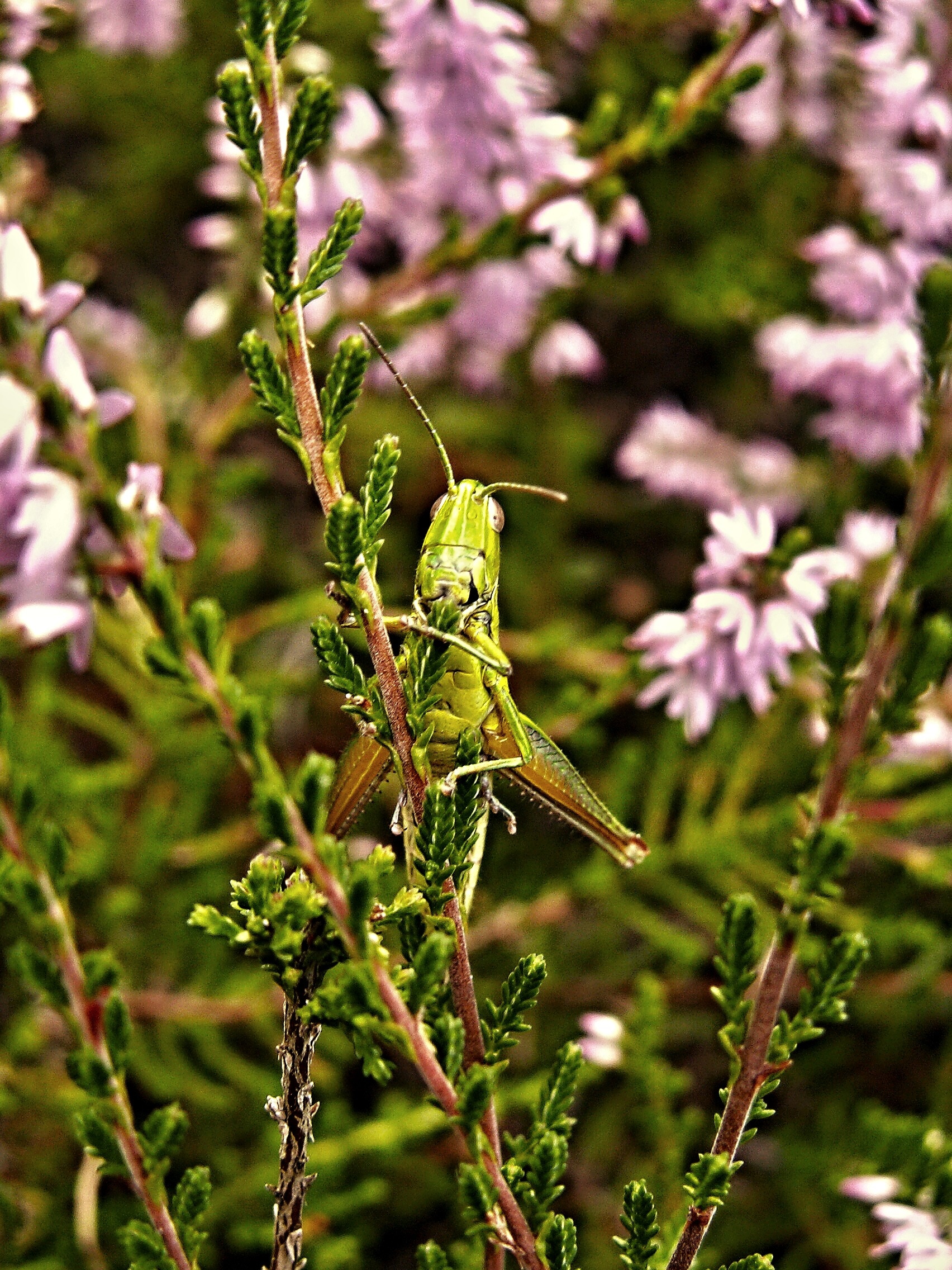 green grasshoppers