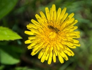 yellow daisy flower thumbnail