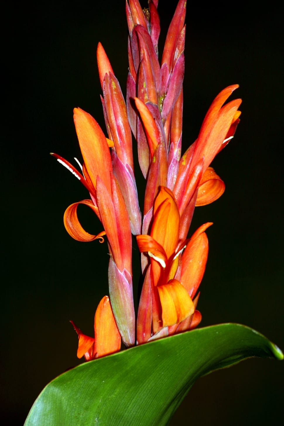 orange and red birds of paradise flower preview