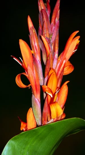 orange and red birds of paradise flower thumbnail