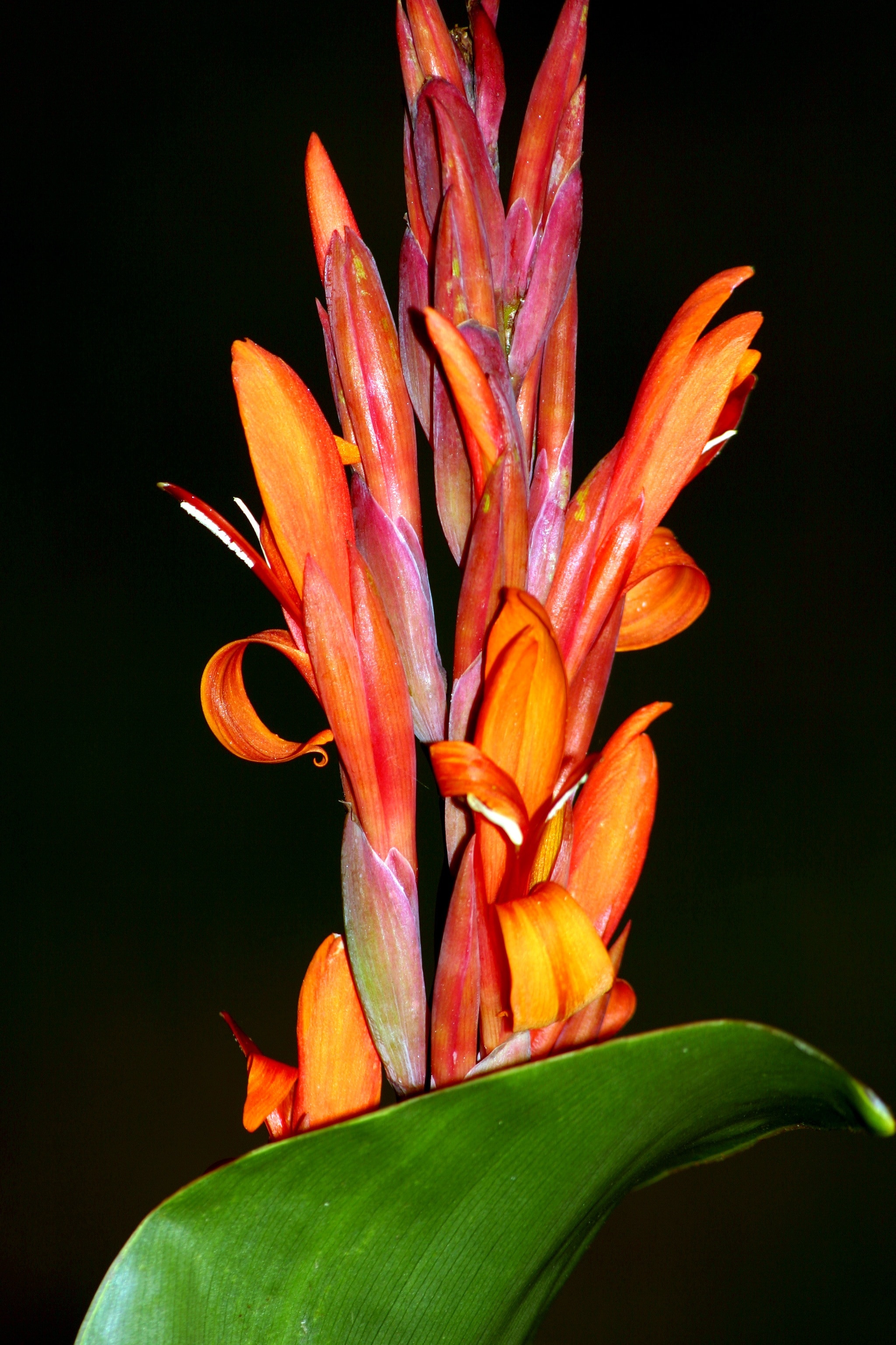 orange and red birds of paradise flower