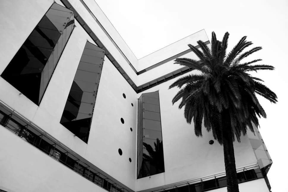 grayscale photo of palm tree near building preview